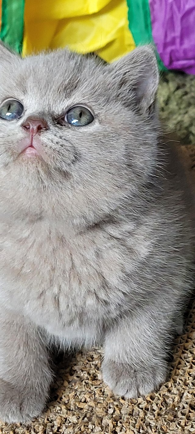 Preview of the first image of Gccf registered lilac British Shorthair kittens.