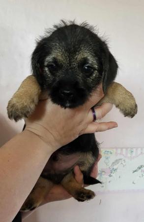 Image 7 of READY TO LEAVE KC registered Border Terrier Puppies