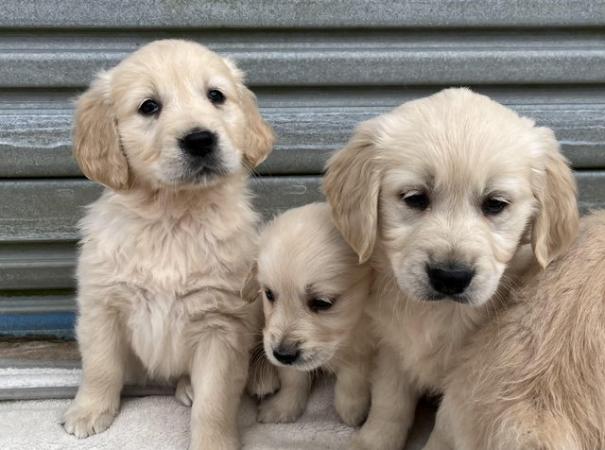 Image 17 of Fully Vaccinated KC Registered Golden Retriever Puppies