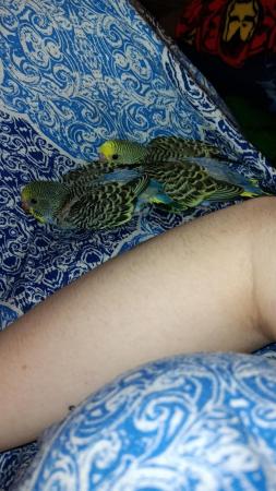 Image 4 of Budgies for sale 5 adults also baby's message for cost