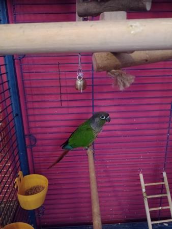 Image 4 of 3mnth old Conure with or without cage