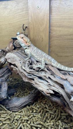 Image 4 of Bearded Dragons Special Offer for Grown on Juvenile dragons