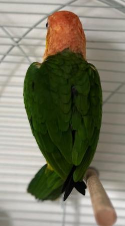 Image 3 of Semi Tame Yellow Tighed Caique Parrot and cage