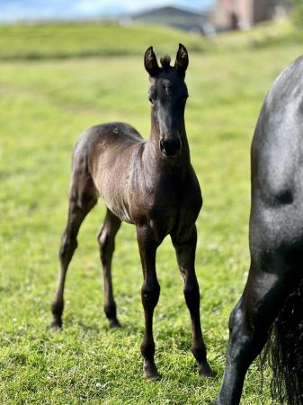 Image 1 of Warlander colt available at weaning