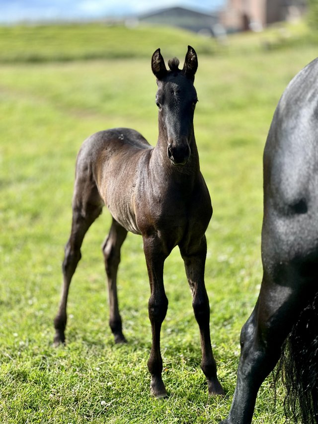 Preview of the first image of Warlander colt available at weaning.