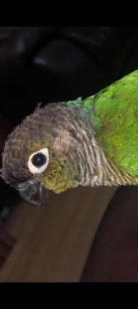 Image 5 of Beautiful green cheeck conure parrot