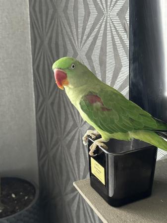 Image 5 of Alexandrine parrot for sale - one year old.