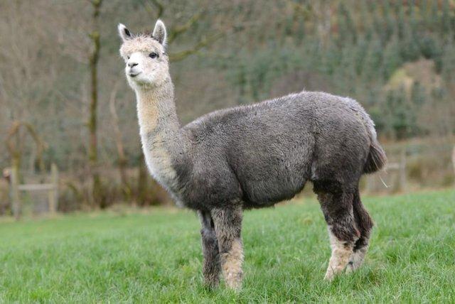 Image 11 of Beautiful Quality Alpacas for Sale