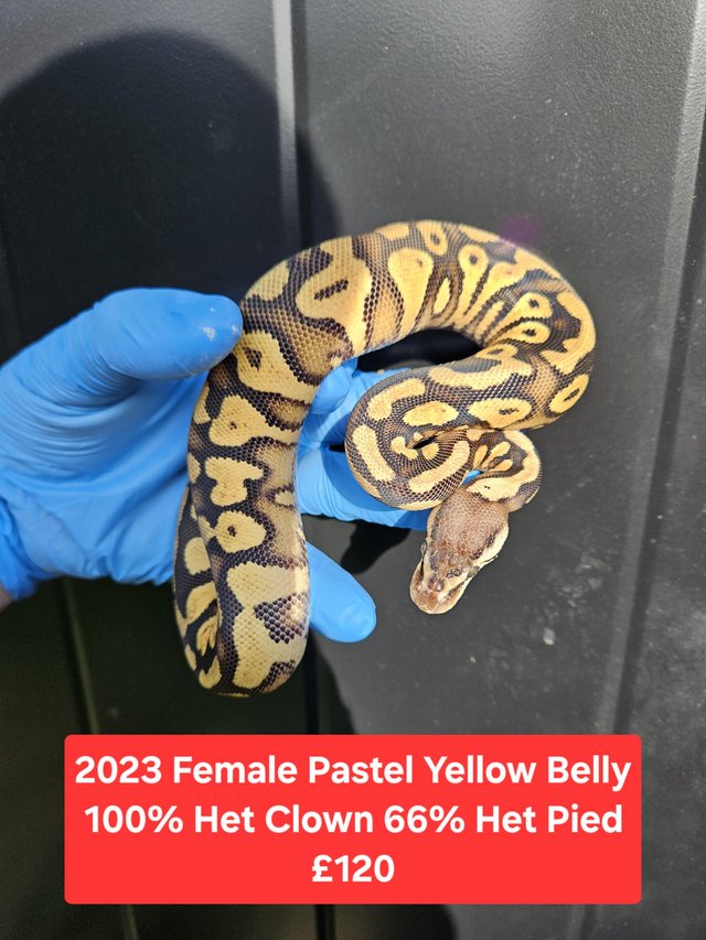 Preview of the first image of 2023 Female Yellowbelly Pastel 100% Het Clown 66% Het Pied.