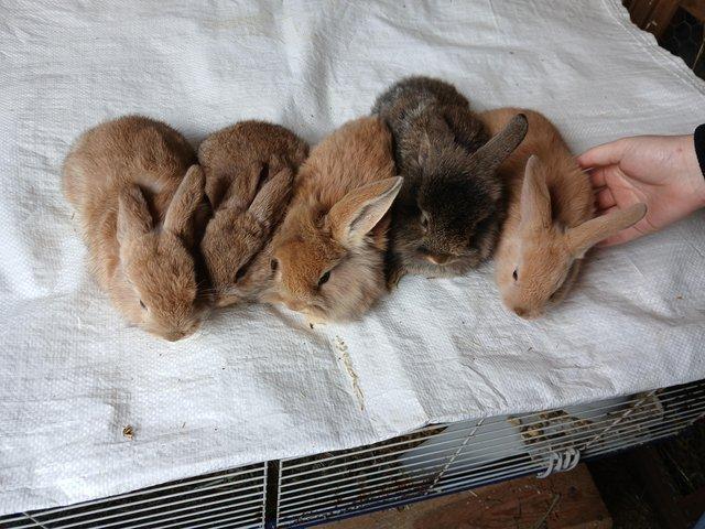Preview of the first image of Mini lops x lionhead 8 weeks old.