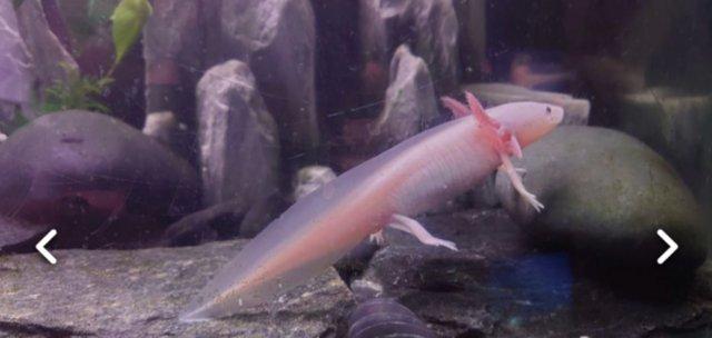 Image 1 of Various Axolotls Colours Available Now