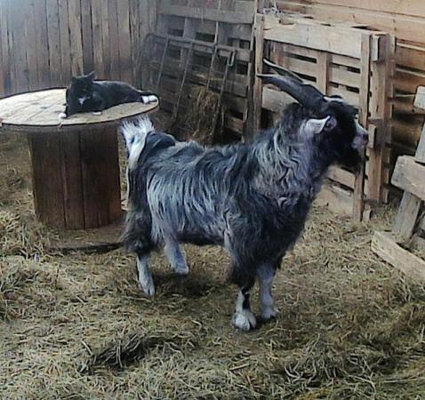 Image 9 of Male Pygmy Goat For Sale £200