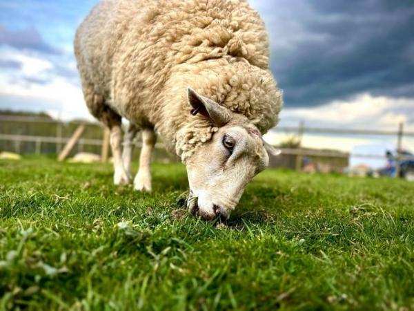 Image 1 of Texel, Southdown, Valais sheep for sale - Robertsbridge