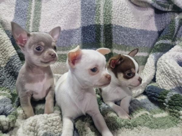Image 8 of Pure breed Chihuahua puppies (All found new homes)