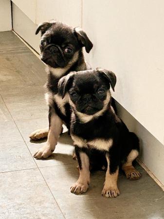 Image 5 of 3 beautiful cheeky pug puppies