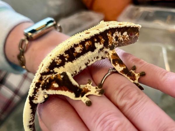 Image 2 of 9 month old Lily White Crested Gecko