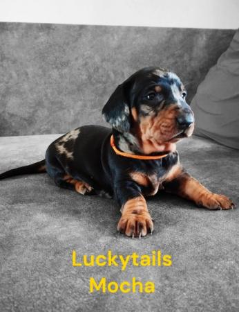 Image 9 of KC reg - Champions Line Smooth Haired Dachshund puppies