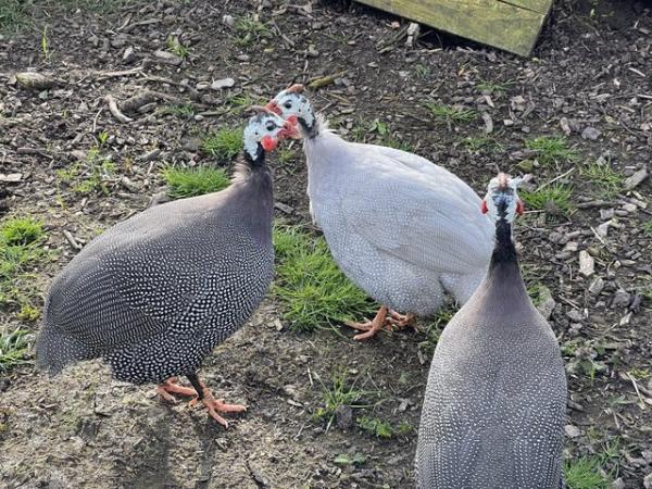 Image 3 of 3 male guinea fowl - 6 months old
