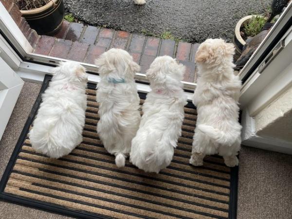 Image 3 of Only 1 Puppy Left! “Maltichon Puppies “ Bichon X Maltese