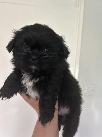 Image 14 of 6 x shihtzu x puppies for sale