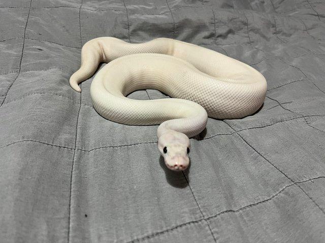 Preview of the first image of Ivory ball python CB19 proven male.