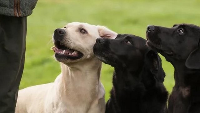 Image 6 of FTCH KC REG Labrador Puppies