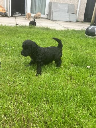 Image 5 of Available Now. Only 2 left Miniature poodle x cockerpoo