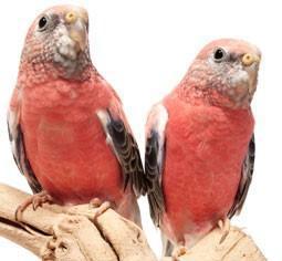 Image 15 of Stocked Bird List at Warrington Pets & Exotics