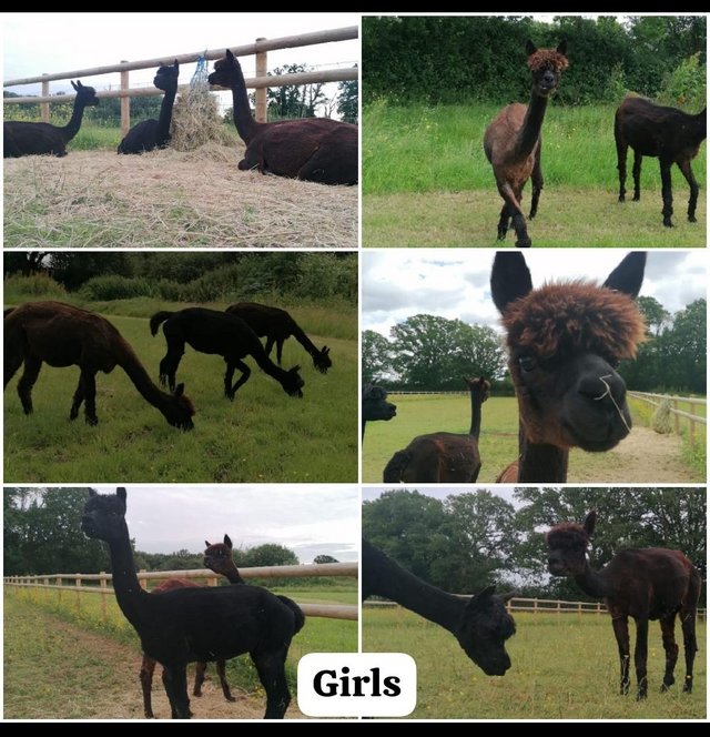 Preview of the first image of 3 Beautiful female alpacas for sale.