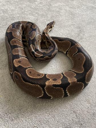 Image 2 of Royal Pythons For Sale Various Morphs