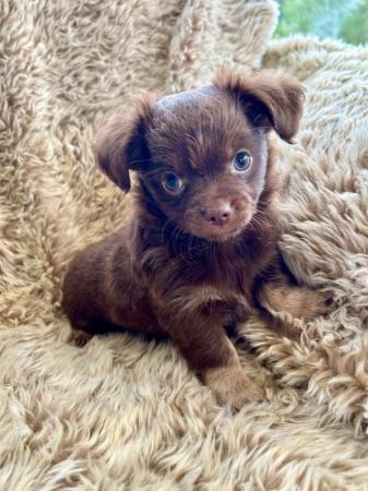 Image 2 of Beautiful Chocolate/Tan Girl Puppy Chihuahua