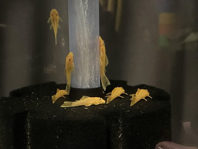 Preview of the first image of L144 blue eyed lemon bristlenose pleco.