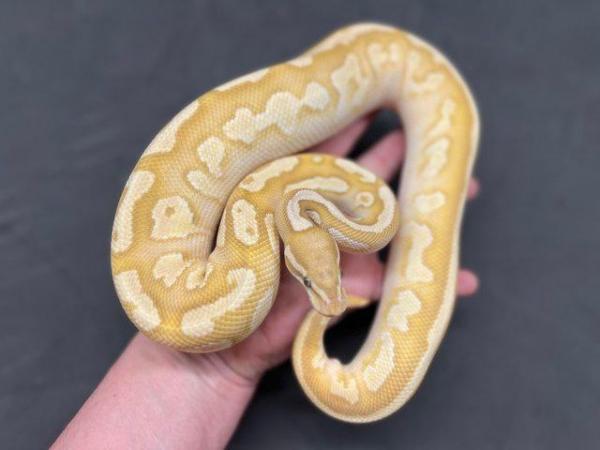 Image 5 of Coral Glow Lesser Pastel Gravel het Pied Male Royal Python