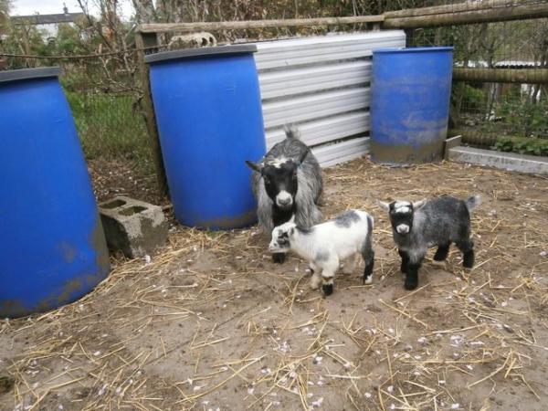 Image 2 of Pygmy Goat Nanny with Kids at Foot