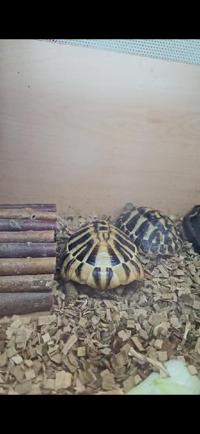 Preview of the first image of Breeding pair of hermans tortoises with 4ft Viv setup.