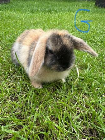 Image 8 of Male and Female Mini Lop Rabbits For Sale