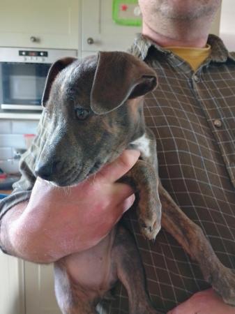 Image 27 of Ready to leave now - smooth haired lurcher puppies