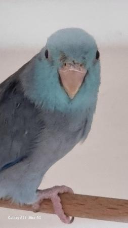Image 3 of Male parrotlet for sale last years bird