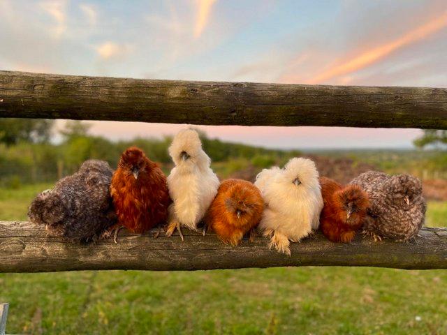 Preview of the first image of SILKIE PULLETS / POINT OF LAY - READY NOW.