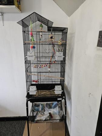 Image 5 of 12 month old male cockatiel with cage £140.00 ovno