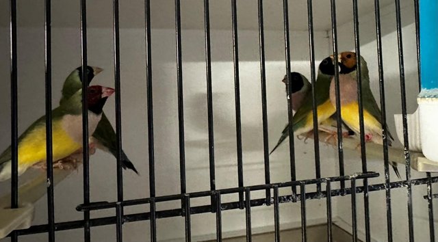 Image 2 of Lots of Gouldians and other finches 2023 bred