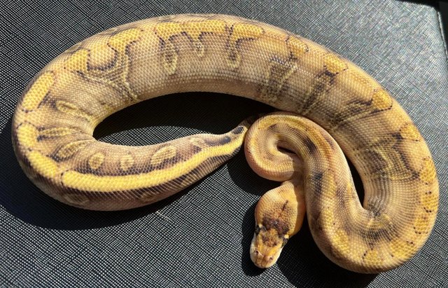 Image 5 of Female enchi champagne ball python royal python
