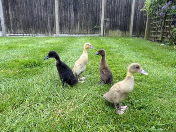 Image 2 of Female pure breed ducklings (Cayuga, runner, welsh harlequin