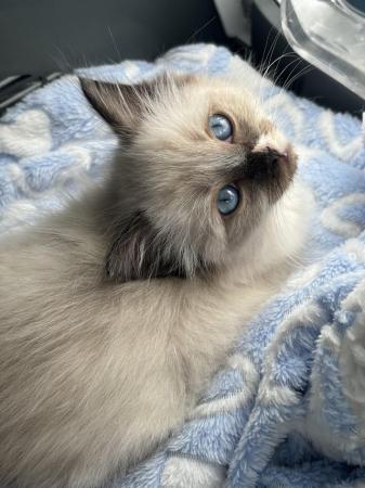 Image 1 of Seal mitted kitten girl   available to reserve