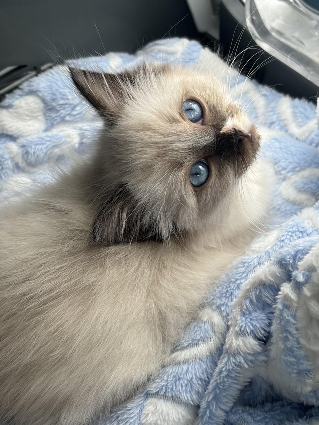 Preview of the first image of Seal mitted kitten girl   available to reserve.