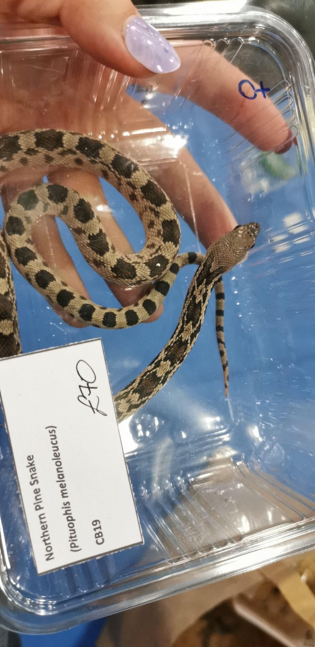 Preview of the first image of CB19 Female Northern Pine Snake.