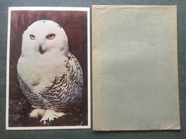 Image 1 of Unused vintage 1972 Postercard 31 Owl, Portal Publs,envelope