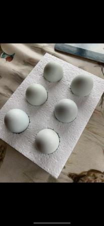 Image 3 of Hatching eggs hen chicken