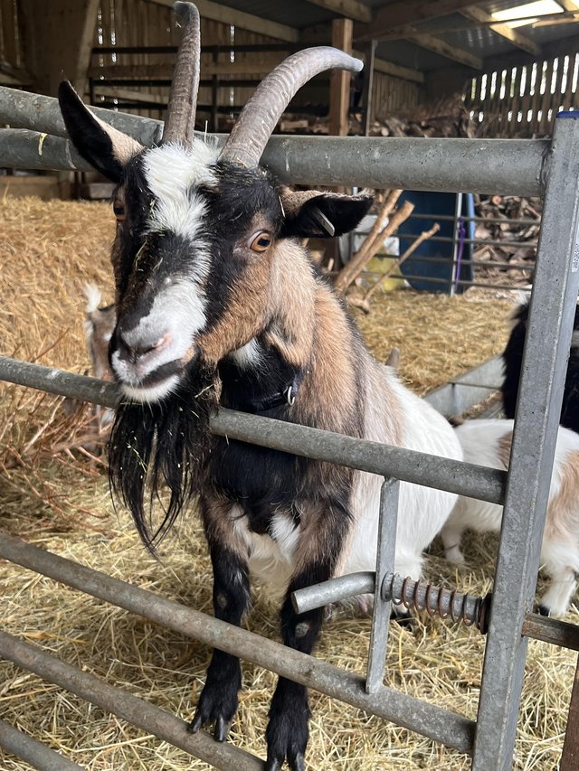 Preview of the first image of SOLD Dwarf Dairy Goats, ideal smallholder starter herd.