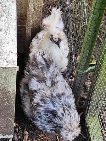 Image 5 of Silkie Bantam hens various colours